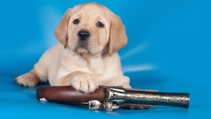 160616182828-puppy-with-a-gun-medium-tease